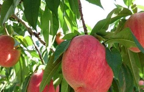 桃子的功效与作用 苹果的功效与作用