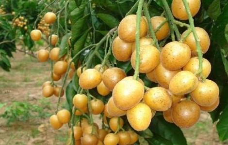 黄皮果的功效与作用（黄皮果的功效与作用及食用方法）