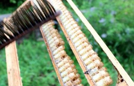 蜂王浆的营养价值及功效(蜂王浆的营养价值功效作用)