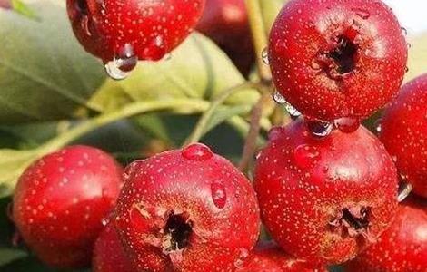 山楂的功效与作用（山楂的功效与作用与主治）