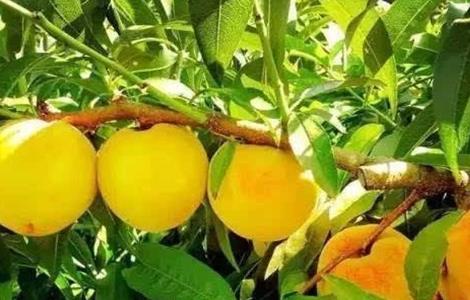 黄桃的功效与作用（黄桃的功效与作用是凉性还是热性）
