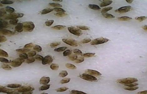 青蟹养殖周期多长时间(青蟹养殖时间多久)