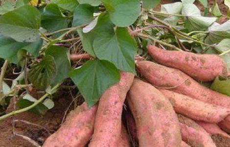 红薯不能和什么一起吃 红薯不能和什么一起吃香哈