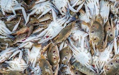 螃蟹大量死亡怎么办(螃蟹大量死亡的原因)