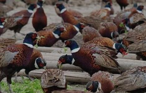 野鸡的饲养技术 野鸡的饲养技术与管理(3