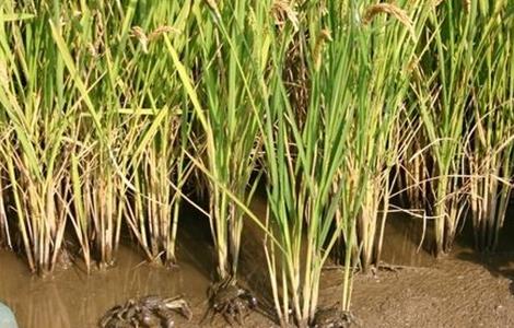 稻田养蟹注意事项（稻田养蟹注意事项视频）