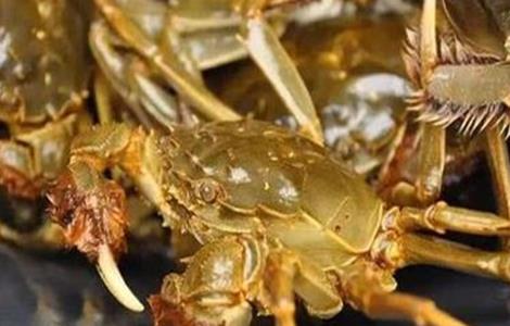 螃蟹高产养殖注意事项(螃蟹高产养殖注意事项是什么)