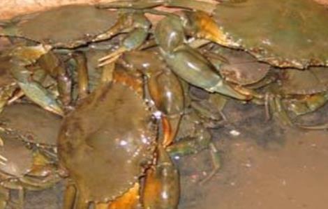 青蟹养殖注意事项 青蟹养殖技术与方法