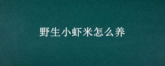 野生小虾米怎么养 野生小虾米怎么养的