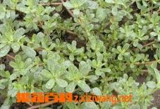 马笕菜长什么样 马山菜长什么样