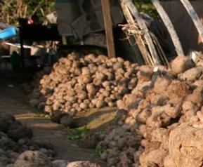 魔芋的功效作用和做法步骤 魔芋的功效做法大全