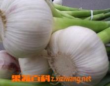 新鲜大蒜的腌制方法（新鲜大蒜的腌制方法家常）