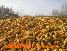 玉米地下虫害各类和防治方法 玉米虫害图解以及防治方法