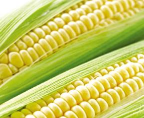 玉米的功效 玉米的功效与作用减肥