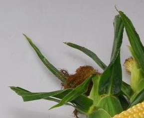 玉米高产技术 玉米高产技术要点