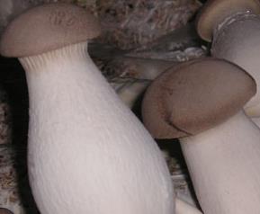 杏鲍菇营养价值（杏鲍菇营养价值与功效与作用）