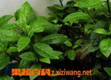 富贵菜的营养价值和食疗功效 富贵菜的作用与功效