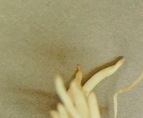 葱白的作用(葱白的作用功效与禁忌)