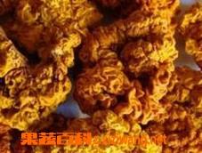 野生金耳的营养价值和功效