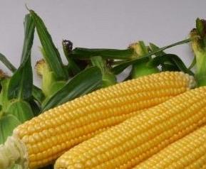 水果玉米种类（水果玉米属于什么）