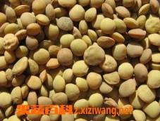 小扁豆水熬多久（水煮小扁豆需要多长时间）