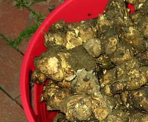 腌制洋姜的原料和步骤 腌制洋姜的制作方法