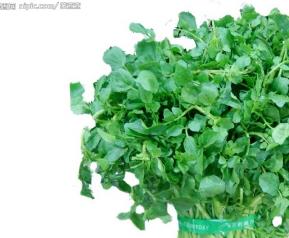 西洋菜的材料和做法 西洋菜的材料和做法大全