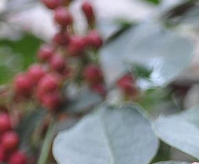 花椒的营养价值 花椒的营养价值与功效以及适应人群