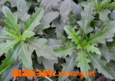 灰灰菜的功效与作用（灰灰菜的功效与作用图片）