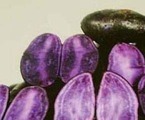 黑土豆营养价值和功效作用（黑土豆功效与作用营养）