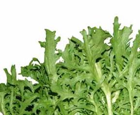 苦菜的作用 花叶真苦菜的作用