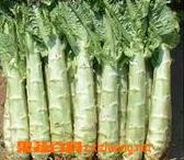莴笋知识介绍和莴笋的营养价值（关于莴笋的知识）