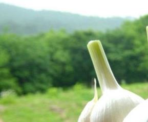 吃大蒜的好处 吃大蒜的好处与功效