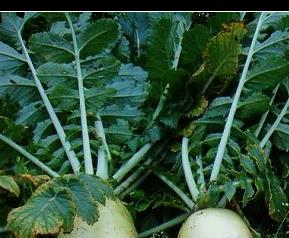 怎样腌白萝卜咸菜（怎样腌白萝卜咸菜又脆又好吃视频）