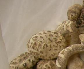 干香菇的功效和作用（干香菇的功效与作用及食用方法）