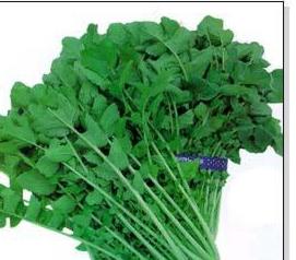 萝卜菜的家常经典做法(萝卜菜的家常经典做法大全)