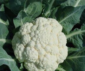 菜花的营养价值和食疗功效 菜花的营养成分及功效