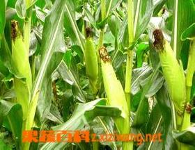 春玉米 春玉米亩产量一般多少斤