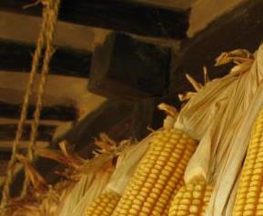 玉米病虫害防治技术(玉米病虫害防治技术农广天地)