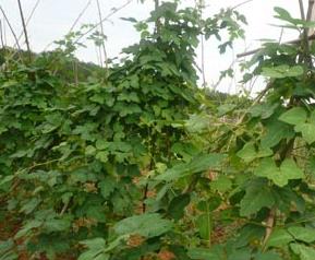 黄豆功效与作用 黄豆功效与作用营养