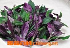 红凤菜的药用价值和功效（红凤菜营养价值）