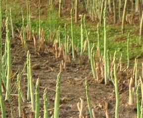 芦笋的做法 蒜蓉芦笋的做法