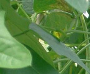 豇豆主要病害及其防治（豇豆主要病害及其防治措施）