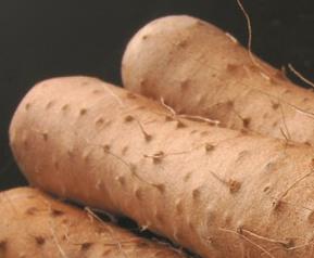 山药的营养价值有哪些（山药有什么营养价值）