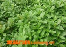 救心菜种植方法和功效 救心菜的生长环境