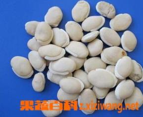 白扁豆的副作用和做法（白扁豆的副作用和做法视频）