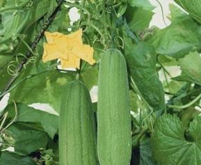 怎样提高丝瓜产量(丝瓜如何提高产量)