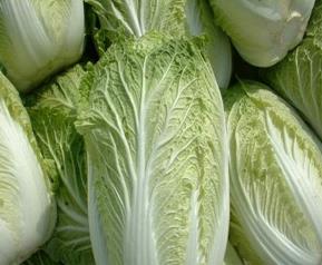 白菜的做法大全,白菜营养及药用价值 白菜营养介绍