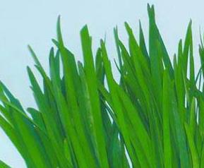 韭菜功效 韭菜功效作用