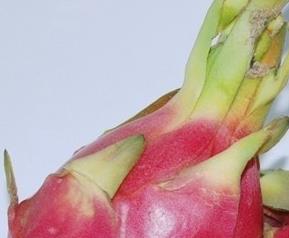 火龙果怎么吃才减肥(火龙果怎么吃减肥最有效)